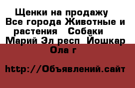 Щенки на продажу - Все города Животные и растения » Собаки   . Марий Эл респ.,Йошкар-Ола г.